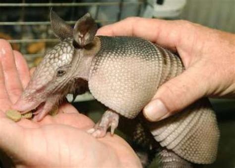 Armadillos May Be Behind Increase In Florida Leprosy Cases Health