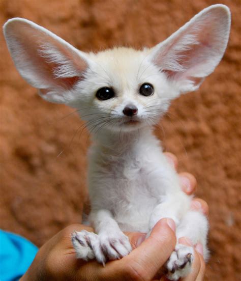 10 Cute Animals With Big Ears | Mom.com