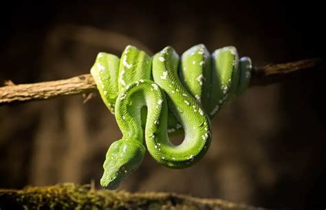 Green Tree Python Care Guide Habitat Diet And Behavior Everything