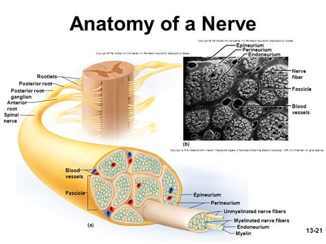Solved What Gives Nerves Their Silver Colour 9to5science