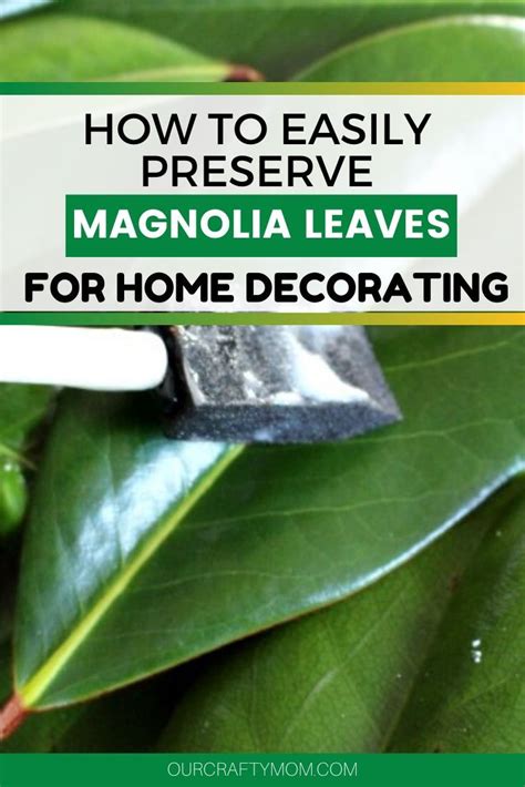 How To Preserve Magnolia Leaves For Holiday Decorating In 2020