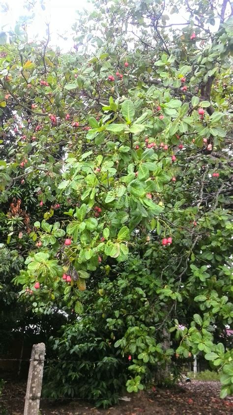 Contextual translation of bijian gajus into english. namakucella: BUAH GAJUS