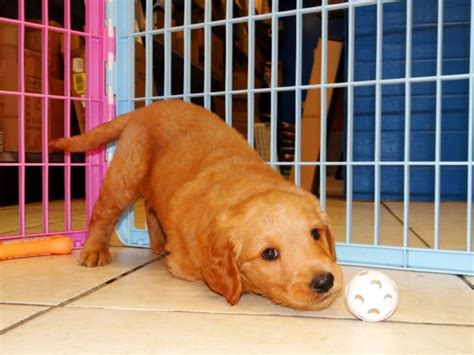 Here comes georgia, a delightful golden retriever puppy ready to give you lots of puppy kisses! Sweet Local Golden Retriever Puppies For Sale Near Atlanta ...