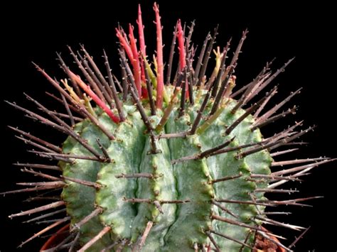 South africa hardiness zones reconstructed visually from maps supplied by grow your own fruit frosts can be severe in the southern regions and occur during late autumn to early spring. Euphorbia horrida - African Milk Barrel | World of Succulents