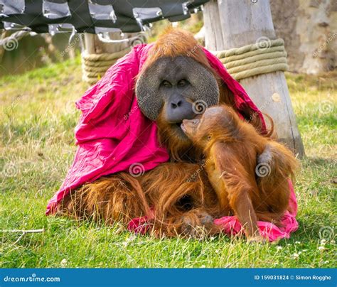Baby Orangutan Kissing His Father Stock Photo Image Of Draped