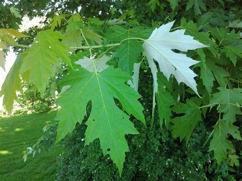 Tree Identification 8 Silver Maple