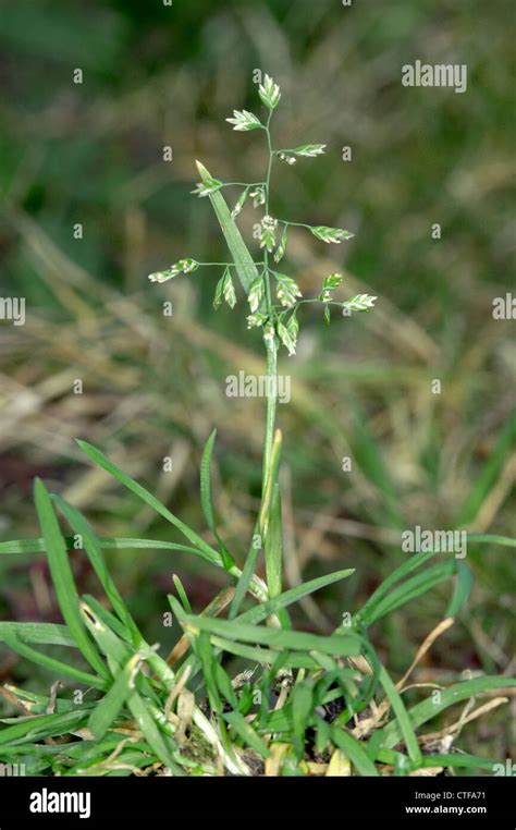 Annual Meadow Grass Poa Annua Stock Photo Alamy