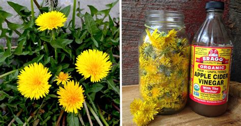 20 Little Known Uses For Dandelions From Baking And Pain Relief To