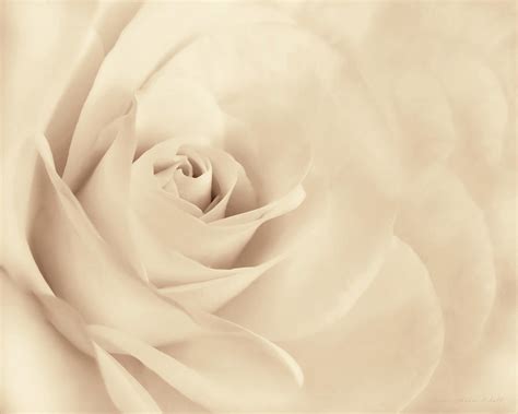 Softness Of The Rose In Beige Photograph By Jennie Marie Schell Pixels