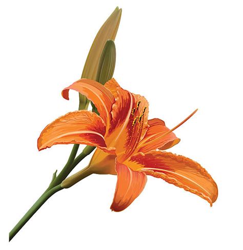 Free Free 185 Vector Lily Flower Svg SVG PNG EPS DXF File