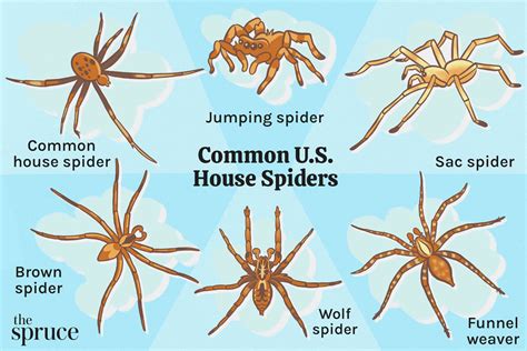 Most Common Types Of House Spiders
