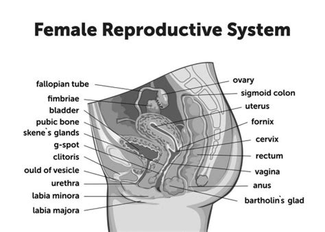 Education Chart Of Biology For Female Reproductive System Diagram Vector Illustration