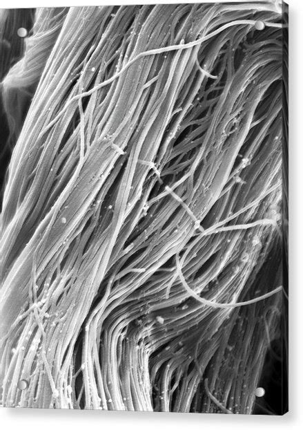 Heart Muscle Collagen Fibres Photograph By Dennis Kunkel Microscopy