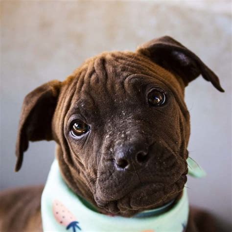This boxer puppy is super playful and social as can be! Charlotte ~ Mastiff x Boxer puppy (On Trial 9/9/18 - Medium Female Boxer x Mastiff Mix Dog in ...