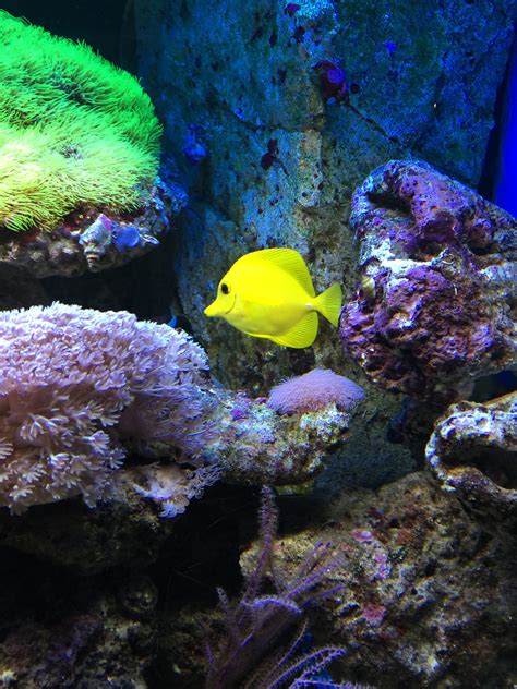 Fotos Gratis Submarino Biología Pescado Fauna Arrecife De Coral