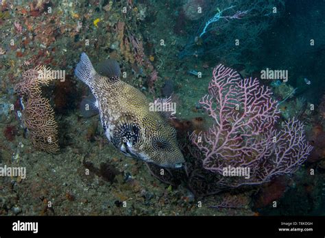 Map Puffer Arothron Mappa With Alcyonacea Soft Coral Raja Ampat