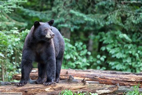 What Is An American Black Bear Facts Pictures Life Cycle Diet And More