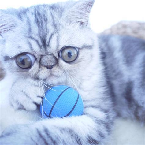 Meet Herman The Ultimate Scaredy Cat Daily Telegraph