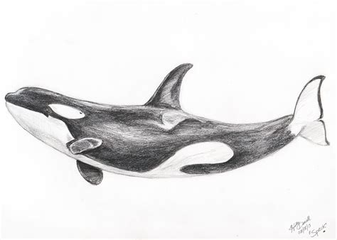 Orca Sketch At Explore Collection Of Orca Sketch