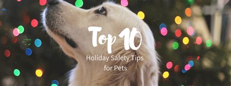 Top 10 Holiday Safety Tips For Pets Rau Animal Hospital