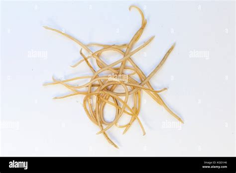 Feline Roundworm Hi Res Stock Photography And Images Alamy