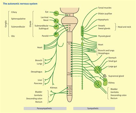 The Autonomic Nervous System Sympathetic Chain And Stellate Ganglion
