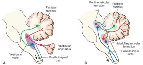 The Cerebellum Motor Systems Part 3 Neuroscience Neurological