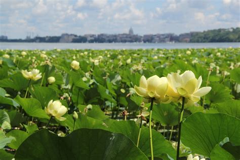 Aquatic Plants Clean Lakes Alliance