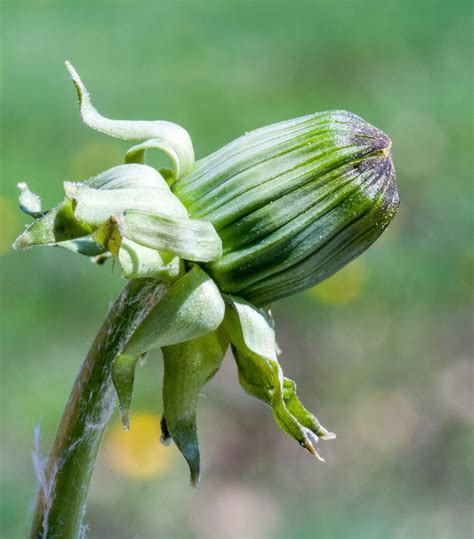 Документы ркф / documents fci. The 3 Foragers: Foraging for Wild, Natural, Organic Food ...