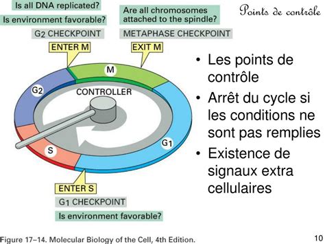 Ppt Le Cycle Cellulaire Powerpoint Presentation Free Download Id