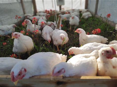 Nutritional Value Of Pasture Raised Chicken Vs Free Range Organic