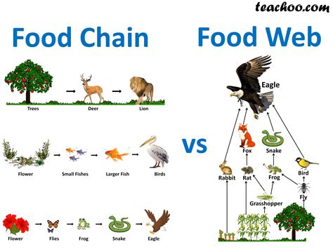 What Is The Difference Between Food Chain And Food Web Teachoo