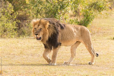 Male Lion Walking Stocksy United