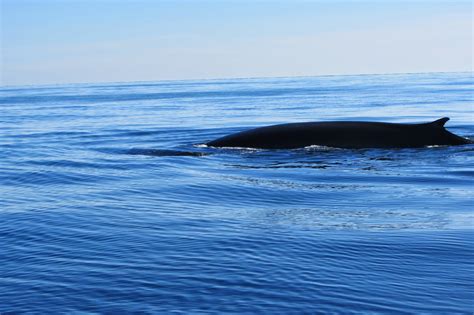 Huntsman Marine Science Centre: November 2014