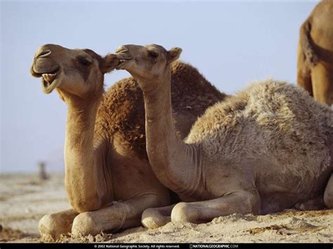 Fotografia Camellos Imagenes