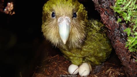 Island Conservation Kakapo Population Gets A Much Needed Boost Island