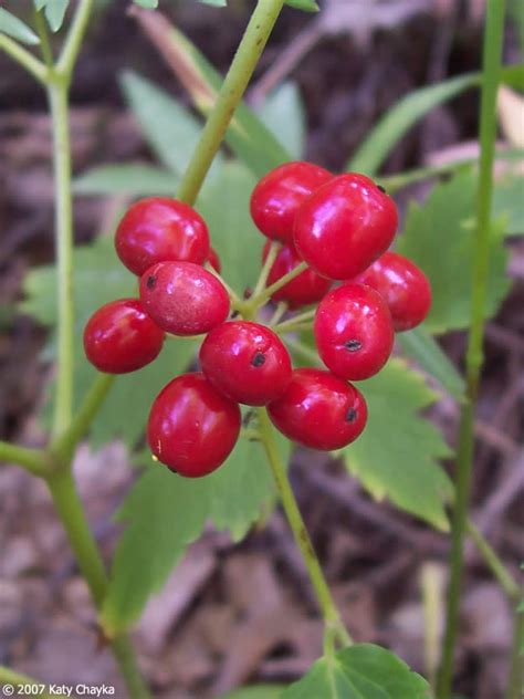 Several types of fruit trees are suitable to grow in minnesota. Actaea rubra (Red Baneberry): Minnesota Wildflowers