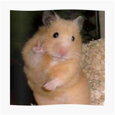 25 Asustado Hamster Meme Paz