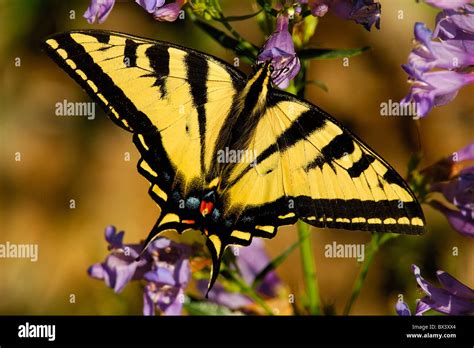 Western Tiger Swallowtail Butterfly Papilio Rutulus Stock Photo Alamy