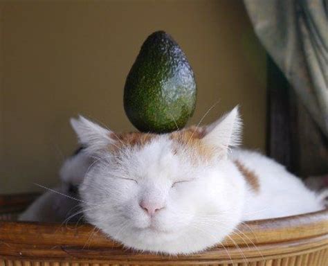 Although most cats won't eat it on their own, they can be coaxed to eat it by owners and others who think they are giving the cat a treat. Can Cats Eat Avocado