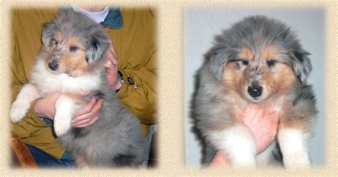 Die beiden brüder sind bekannte deutsche schauspieler. E-Wurf - collies-of-golgatha.de