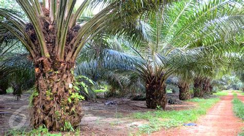 Umumnya, lahan yang dibutuhkan adalah yang relatif. Pemerintah Terus Pastikan Kebijakan Minyak Sawit Eropa Tak ...