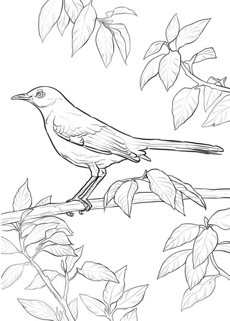 Download Mockingbird Coloring Pages - Free Printable Coloring Pages ...