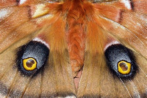 Gambar Alam Sayap Serangga Rambut Kuda Fauna Invertebrata Raja Merapatkan Hidung Mata