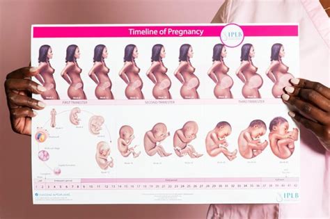 Chart 4 Timeline Of Pregnancy Etsy