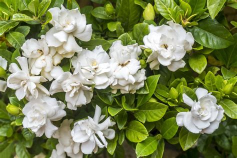 10 Best Smelling Fragrant Indoor Plants You Must Grow Garden