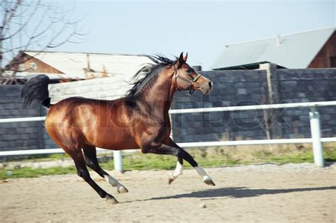 Arabian horses are not only known for their elegant appearance, but also their athletic physic. Brown horse running in enclosure. ... | Stock image ...