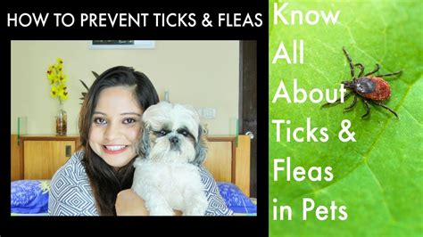 How To Prevent Ticks And Fleas On Pets How To Cure Ticks And Fleas On
