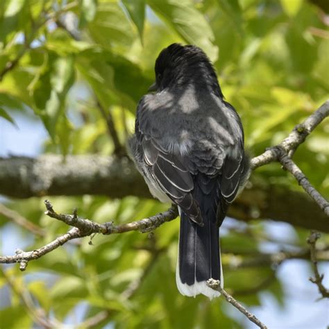 Wings are black with white patches and tail is black with white edges. What Robin Sized Black and White Bird Has a White Stripe ...