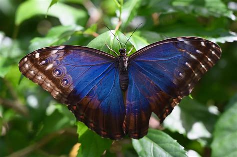 What does morpho butterfly look like? Blue Morpho Butterfly - Photos by Steve Kremer